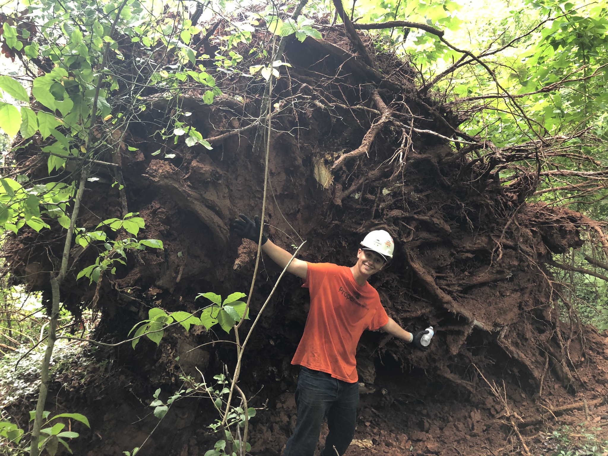 Tree Risk Assessment