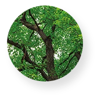 Branch Icon