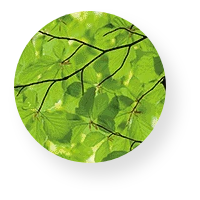 Leaf Icon