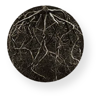 Roots Icon