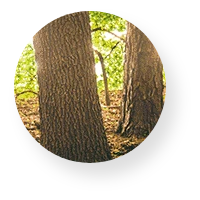 Trunk Icon