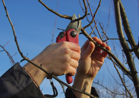 Tree Pruning/Removal