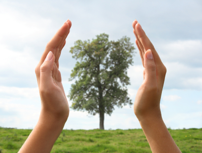 Tree Preservation