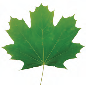 Norway Maple