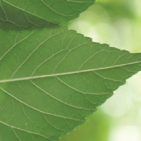 Japanese Angelica Tree
