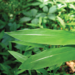 Japanese Stilt-Grass