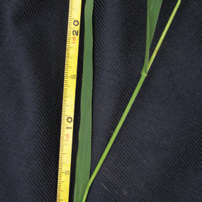 Reed Canarygrass