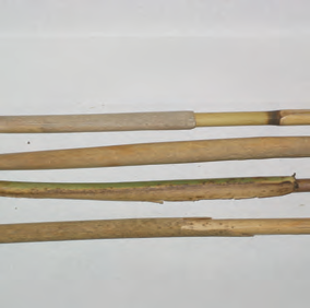 Invasive Phragmites