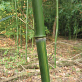 Golden Bamboo