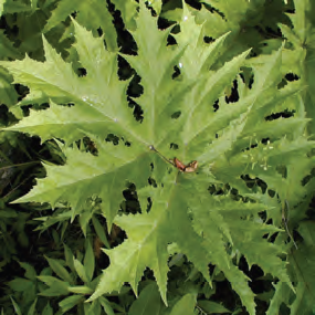 Giant Hogweed
