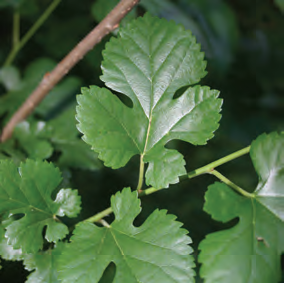 White Mulberry