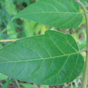 Tree of Heaven