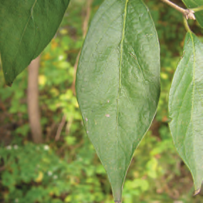 Invasive Species