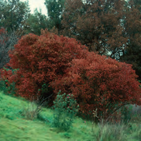 Burning Bush