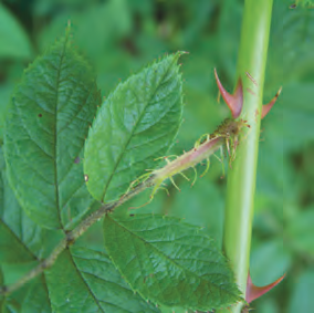 Multiflora Rose