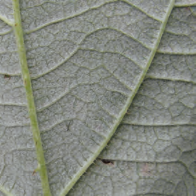 Wineberry