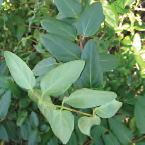 Japanese Honeysuckle